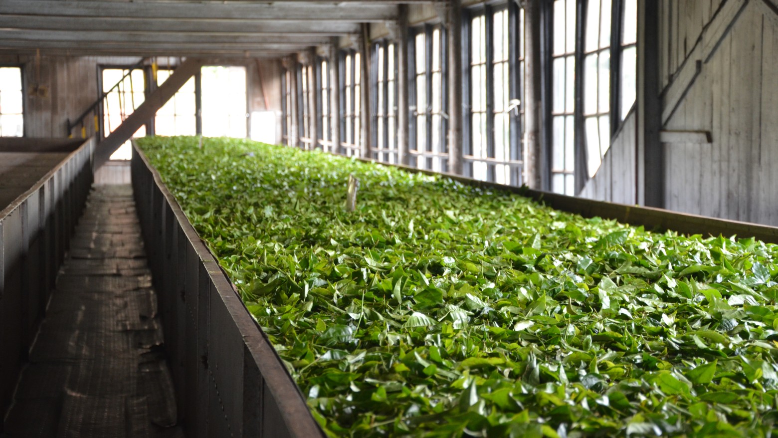 The Calmer Co Limited