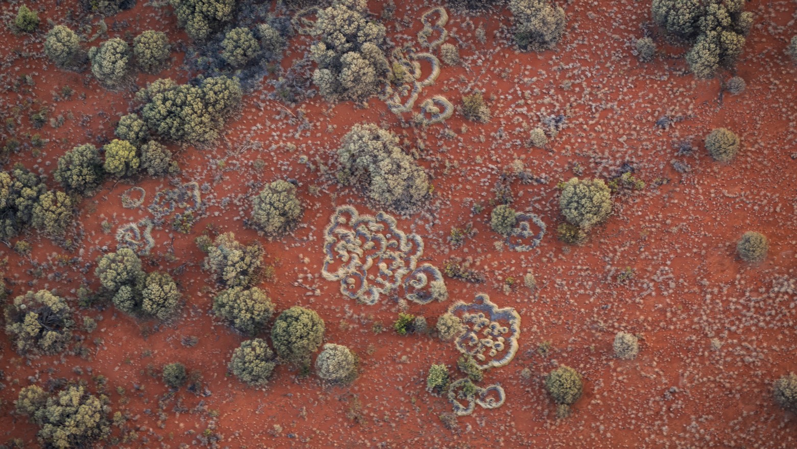 Liontown Resources Limited