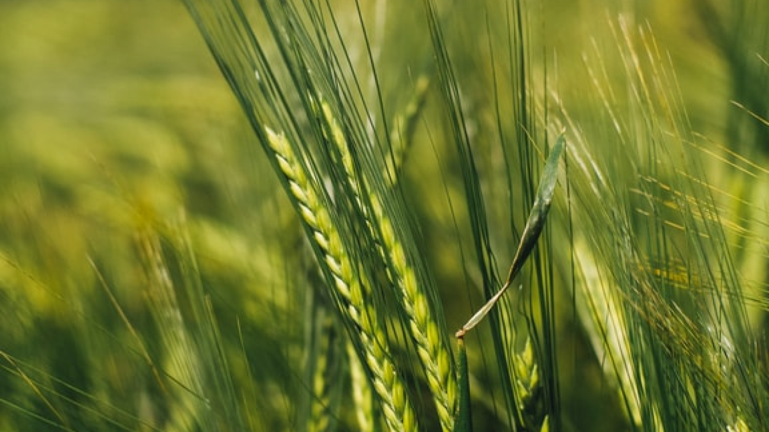 Wide Open Agriculture Limited