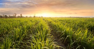 Health Food Symmetry Limited